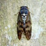 会員限定「世界のニュースから」第17号　～What’s a Japanese summer without the noisy cicada?～